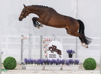 Westfale, Stute, 2 Jahre, 162 cm, Brauner