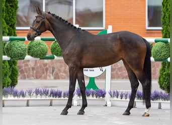 Westfale, Stute, 2 Jahre, 162 cm, Brauner