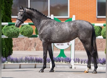 Westfale, Stute, 2 Jahre, 162 cm, Schimmel