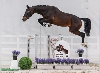 Westfale, Stute, 2 Jahre, 163 cm, Brauner