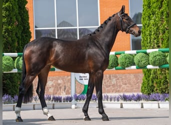 Westfale, Stute, 2 Jahre, 163 cm, Brauner