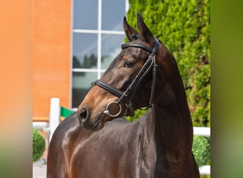 Westfale, Stute, 2 Jahre, 163 cm, Brauner