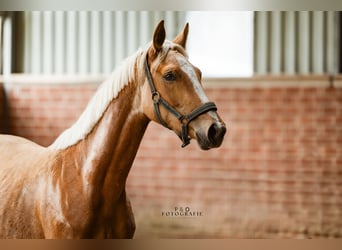 Westfale, Stute, 2 Jahre, 163 cm, Palomino