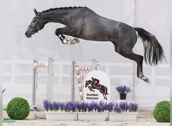 Westfale, Stute, 2 Jahre, 163 cm, Schimmel
