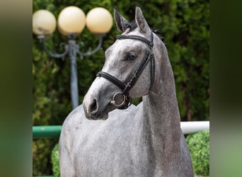 Westfale, Stute, 2 Jahre, 163 cm, Schimmel
