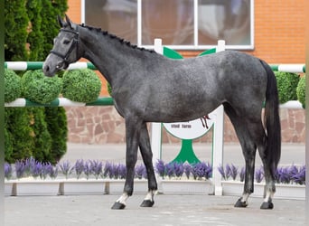 Westfale, Stute, 2 Jahre, 163 cm, Schimmel