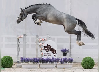 Westfale, Stute, 2 Jahre, 163 cm, Schimmel