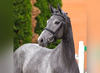 Westfale, Stute, 2 Jahre, 163 cm, Schimmel