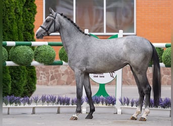 Westfale, Stute, 2 Jahre, 163 cm, Schimmel