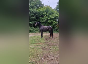 Westfale, Stute, 2 Jahre, 163 cm, Schwarzbrauner