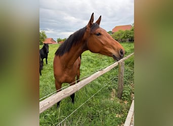 Westfale, Stute, 2 Jahre, 164 cm, Hellbrauner