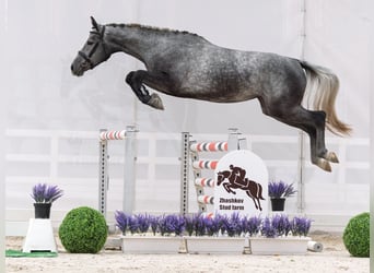 Westfale, Stute, 2 Jahre, 165 cm, Schimmel