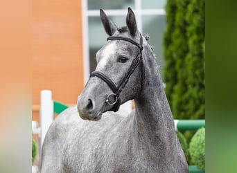 Westfale, Stute, 2 Jahre, 165 cm, Schimmel