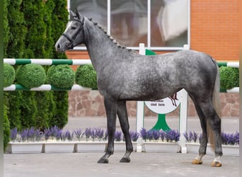 Westfale, Stute, 2 Jahre, 165 cm, Schimmel
