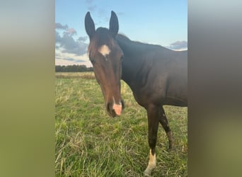 Westfale, Stute, 2 Jahre, 166 cm, Dunkelbrauner