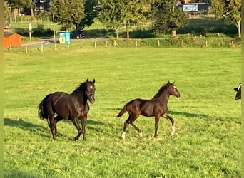 Westfale, Stute, 2 Jahre, 166 cm, Dunkelbrauner