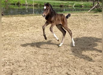Westfale, Stute, 2 Jahre, 166 cm, Dunkelbrauner