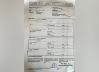 Westfale, Stute, 2 Jahre, 166 cm, Dunkelbrauner
