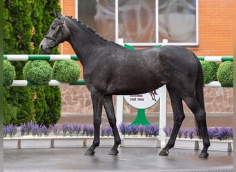 Westfale, Stute, 2 Jahre, 166 cm, Schimmel