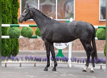 Westfale, Stute, 2 Jahre, 166 cm, Schimmel