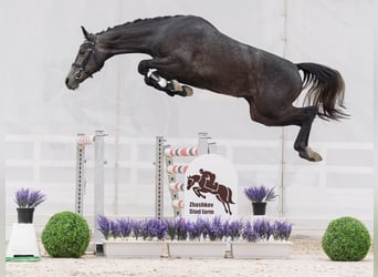 Westfale, Stute, 2 Jahre, 166 cm, Schimmel