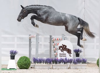 Westfale, Stute, 2 Jahre, 166 cm, Schimmel