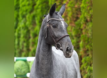 Westfale, Stute, 2 Jahre, 166 cm, Schimmel