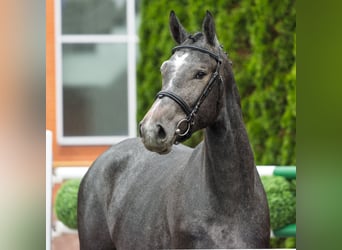 Westfale, Stute, 2 Jahre, 166 cm, Schimmel