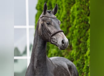 Westfale, Stute, 2 Jahre, 166 cm, Schimmel