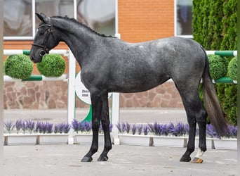 Westfale, Stute, 2 Jahre, 166 cm, Schimmel