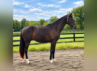 Westfale, Stute, 2 Jahre, 167 cm, Dunkelbrauner