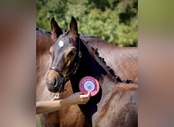 Westfale, Stute, 2 Jahre, 167 cm, Dunkelbrauner