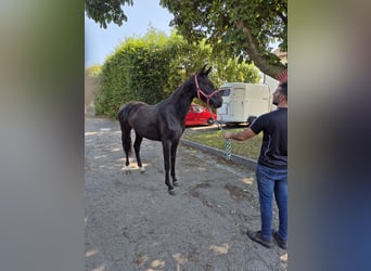 Westfale, Stute, 2 Jahre, 168 cm, Dunkelbrauner