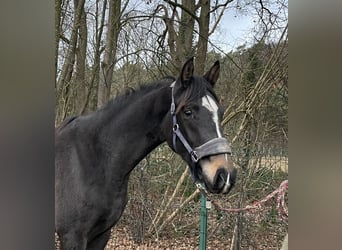 Westfale, Stute, 2 Jahre, 168 cm, Dunkelbrauner