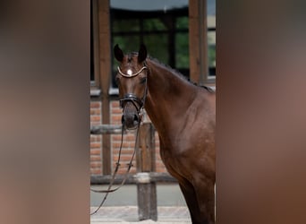 Westfale, Stute, 2 Jahre, 168 cm, Dunkelfuchs