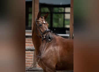 Westfale, Stute, 2 Jahre, 168 cm, Dunkelfuchs