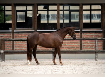 Westfale, Stute, 2 Jahre, 168 cm, Dunkelfuchs