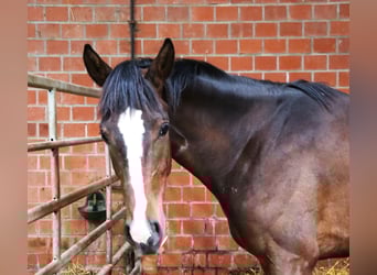 Westfale, Stute, 2 Jahre, 170 cm, Brauner