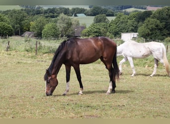 Westfale, Stute, 2 Jahre, 170 cm, Brauner