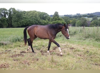 Westfale, Stute, 2 Jahre, 170 cm, Brauner