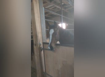 Westfale, Stute, 2 Jahre, 170 cm, Brauner
