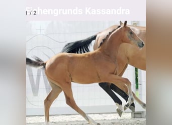 Westfale, Stute, 2 Jahre, 170 cm, Brauner