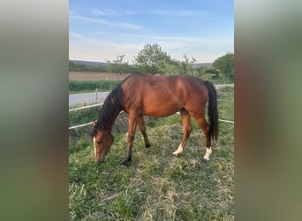 Westfale, Stute, 2 Jahre, 170 cm, Brauner