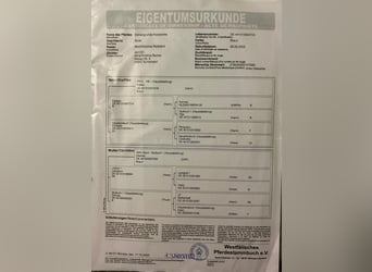 Westfale, Stute, 2 Jahre, 170 cm, Brauner