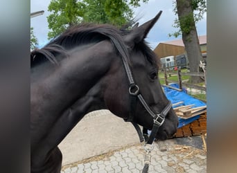 Westfale, Stute, 2 Jahre, 170 cm, Schwarzbrauner