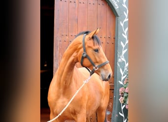 Westfale, Stute, 2 Jahre, 172 cm, Brauner
