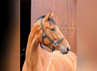 Westfale, Stute, 2 Jahre, 172 cm, Brauner