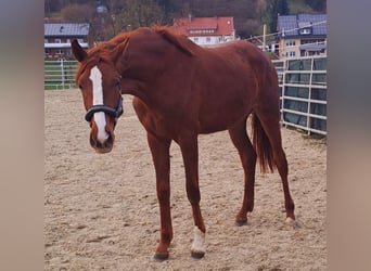 Westfale, Stute, 2 Jahre, 172 cm, Fuchs