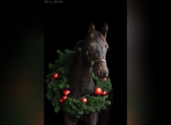 Westfale, Stute, 2 Jahre, Brauner