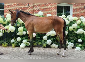 Westfale, Stute, 2 Jahre, Brauner